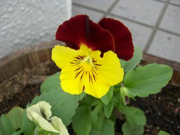 CIMG0785.JPG
