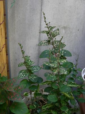 CIMG0826.JPG